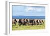 Elephants Herd on African Savanna. Safari in Amboseli, Kenya, Africa-Michal Bednarek-Framed Photographic Print