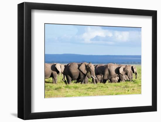 Elephants Herd on African Savanna. Safari in Amboseli, Kenya, Africa-Michal Bednarek-Framed Photographic Print