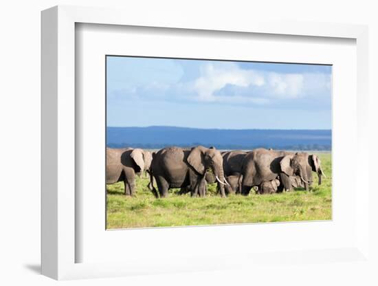 Elephants Herd on African Savanna. Safari in Amboseli, Kenya, Africa-Michal Bednarek-Framed Photographic Print