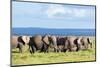 Elephants Herd on African Savanna. Safari in Amboseli, Kenya, Africa-Michal Bednarek-Mounted Photographic Print