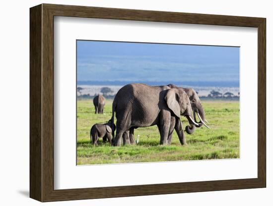 Elephants Herd on African Savanna. Safari in Amboseli, Kenya, Africa-Michal Bednarek-Framed Photographic Print