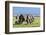 Elephants Herd on African Savanna. Safari in Amboseli, Kenya, Africa-Michal Bednarek-Framed Photographic Print