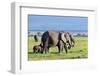 Elephants Herd on African Savanna. Safari in Amboseli, Kenya, Africa-Michal Bednarek-Framed Photographic Print