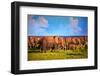 Elephants Herd on African Savanna. Safari in Amboseli, Kenya, Africa-Michal Bednarek-Framed Photographic Print