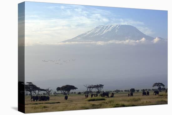 Elephants in Front of Mount Kilimanjaro, Kenya-Paul Joynson-Stretched Canvas