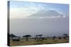 Elephants in Front of Mount Kilimanjaro, Kenya-Paul Joynson-Stretched Canvas