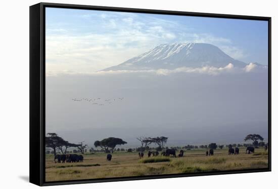 Elephants in Front of Mount Kilimanjaro, Kenya-Paul Joynson-Framed Stretched Canvas