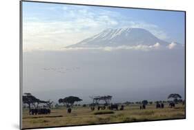 Elephants in Front of Mount Kilimanjaro, Kenya-Paul Joynson-Mounted Photographic Print