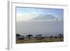 Elephants in Front of Mount Kilimanjaro, Kenya-Paul Joynson-Framed Photographic Print