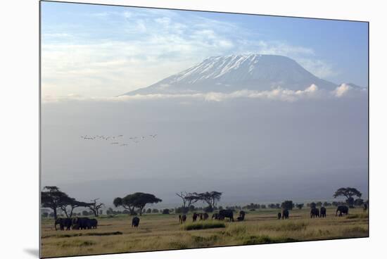 Elephants in Front of Mount Kilimanjaro, Kenya-Paul Joynson-Mounted Premium Photographic Print