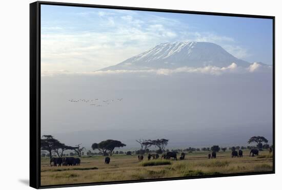 Elephants in Front of Mount Kilimanjaro, Kenya-Paul Joynson-Framed Stretched Canvas