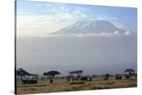 Elephants in Front of Mount Kilimanjaro, Kenya-Paul Joynson-Stretched Canvas