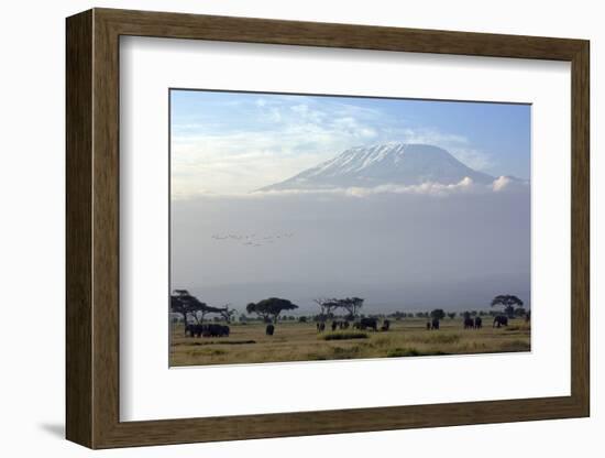 Elephants in Front of Mount Kilimanjaro, Kenya-Paul Joynson-Framed Photographic Print