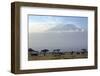 Elephants in Front of Mount Kilimanjaro, Kenya-Paul Joynson-Framed Photographic Print