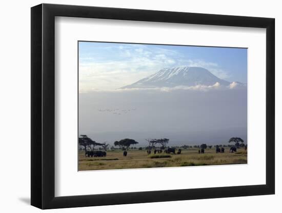 Elephants in Front of Mount Kilimanjaro, Kenya-Paul Joynson-Framed Photographic Print