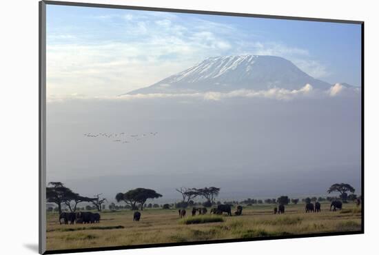 Elephants in Front of Mount Kilimanjaro, Kenya-Paul Joynson-Mounted Photographic Print