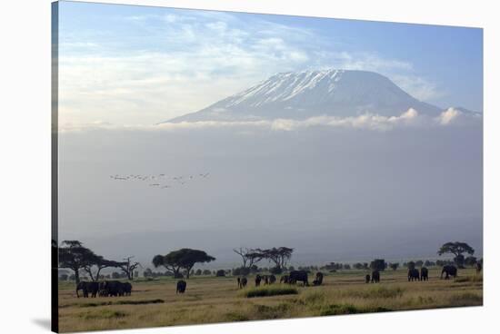 Elephants in Front of Mount Kilimanjaro, Kenya-Paul Joynson-Stretched Canvas