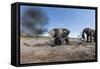 Elephants in Mud Hole, Botswana-Paul Souders-Framed Stretched Canvas