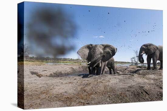 Elephants in Mud Hole, Botswana-Paul Souders-Stretched Canvas