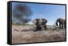 Elephants in Mud Hole, Botswana-Paul Souders-Framed Stretched Canvas