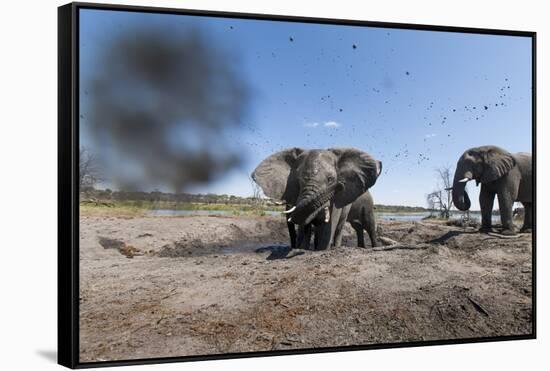 Elephants in Mud Hole, Botswana-Paul Souders-Framed Stretched Canvas