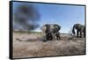 Elephants in Mud Hole, Botswana-Paul Souders-Framed Stretched Canvas
