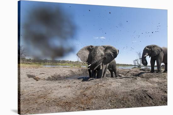 Elephants in Mud Hole, Botswana-Paul Souders-Stretched Canvas