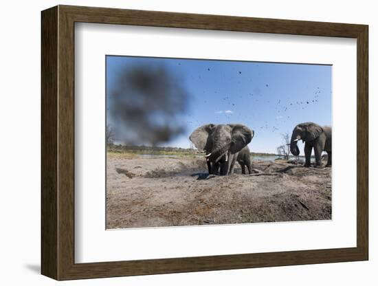 Elephants in Mud Hole, Botswana-Paul Souders-Framed Photographic Print