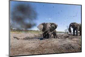 Elephants in Mud Hole, Botswana-Paul Souders-Mounted Photographic Print