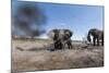 Elephants in Mud Hole, Botswana-Paul Souders-Mounted Photographic Print