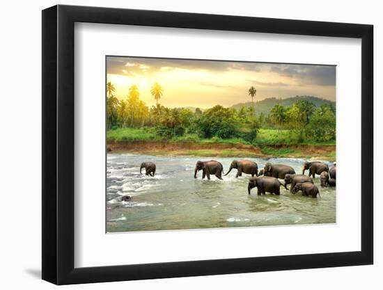 Elephants in River-Givaga-Framed Photographic Print