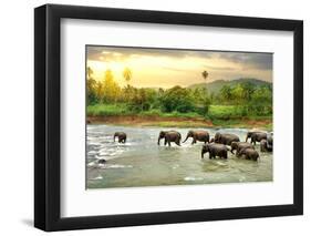 Elephants in River-Givaga-Framed Photographic Print