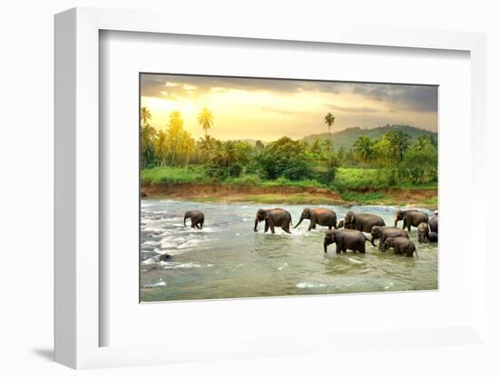 Elephants in River-Givaga-Framed Photographic Print