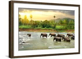 Elephants in River-Givaga-Framed Photographic Print