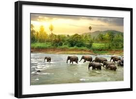 Elephants in River-Givaga-Framed Photographic Print