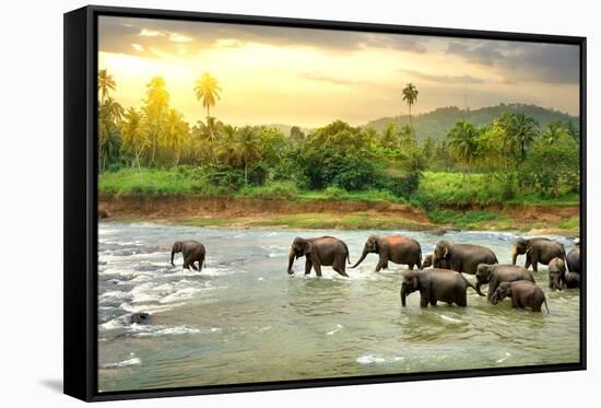 Elephants in River-Givaga-Framed Stretched Canvas