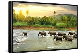 Elephants in River-Givaga-Framed Stretched Canvas