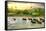 Elephants in River-Givaga-Framed Stretched Canvas