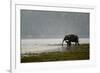 Elephants in Water-Ganesh H Shankar-Framed Photographic Print