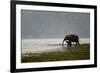 Elephants in Water-Ganesh H Shankar-Framed Photographic Print