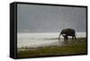 Elephants in Water-Ganesh H Shankar-Framed Stretched Canvas