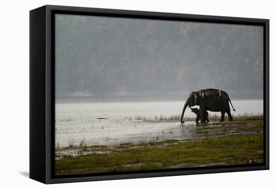 Elephants in Water-Ganesh H Shankar-Framed Stretched Canvas