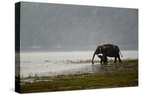 Elephants in Water-Ganesh H Shankar-Stretched Canvas
