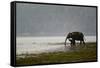 Elephants in Water-Ganesh H Shankar-Framed Stretched Canvas