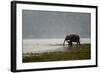 Elephants in Water-Ganesh H Shankar-Framed Photographic Print