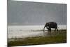 Elephants in Water-Ganesh H Shankar-Mounted Photographic Print