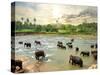 Elephants in Water-Givaga-Stretched Canvas