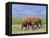 Elephants, Lake Jipe, Tsavo West, Kenya, East Africa, Africa-Storm Stanley-Framed Stretched Canvas