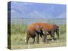 Elephants, Lake Jipe, Tsavo West, Kenya, East Africa, Africa-Storm Stanley-Stretched Canvas