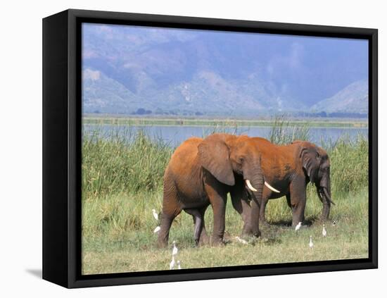 Elephants, Lake Jipe, Tsavo West, Kenya, East Africa, Africa-Storm Stanley-Framed Stretched Canvas